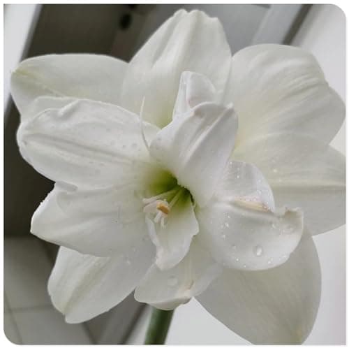 Amaryllis for Planting Now UK Perennial Good for Containers Excellent Display Plant Bulbs Ornamental Greening Flower Natural Organic Easy Plant Perennial -3bulbs-N