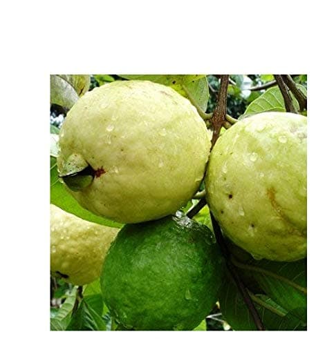 BLUE UNIVERSE Live Guava/Amrud Sardar L49 Fruit Plant With Pot - Healthy Live Plant Outdoor Plant