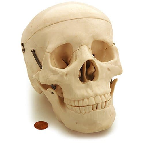 Skull Model