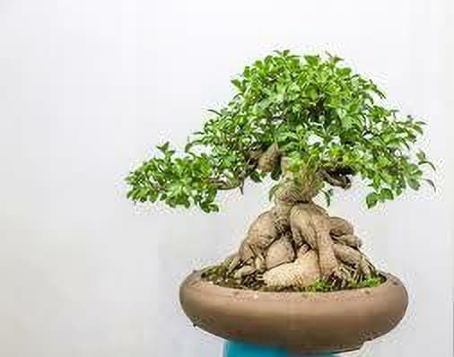 Platone Ficus Plant ficus bonsai plant hybrid