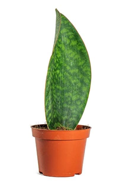 Sansevieria Masoniana Victoria - Whale Fin Snake Plant - in 8 cm Pot Approx 20-25 cm Height