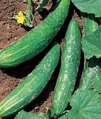 Orient Express Hybrid Cucumber Seeds 15 Seed Pack by OrganicSeedSupply