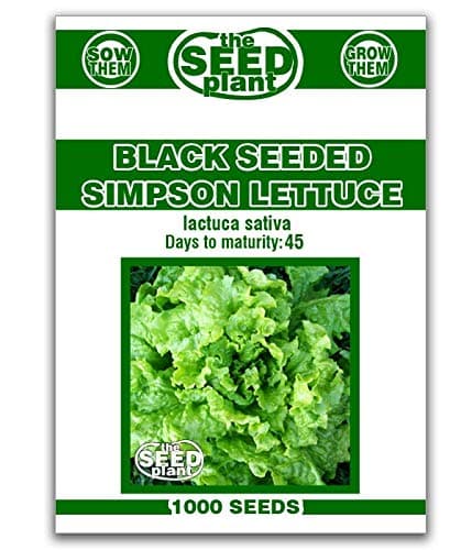 Black Seeded Simpson Lettuce Seeds - 1,000 Seeds Non-GMO