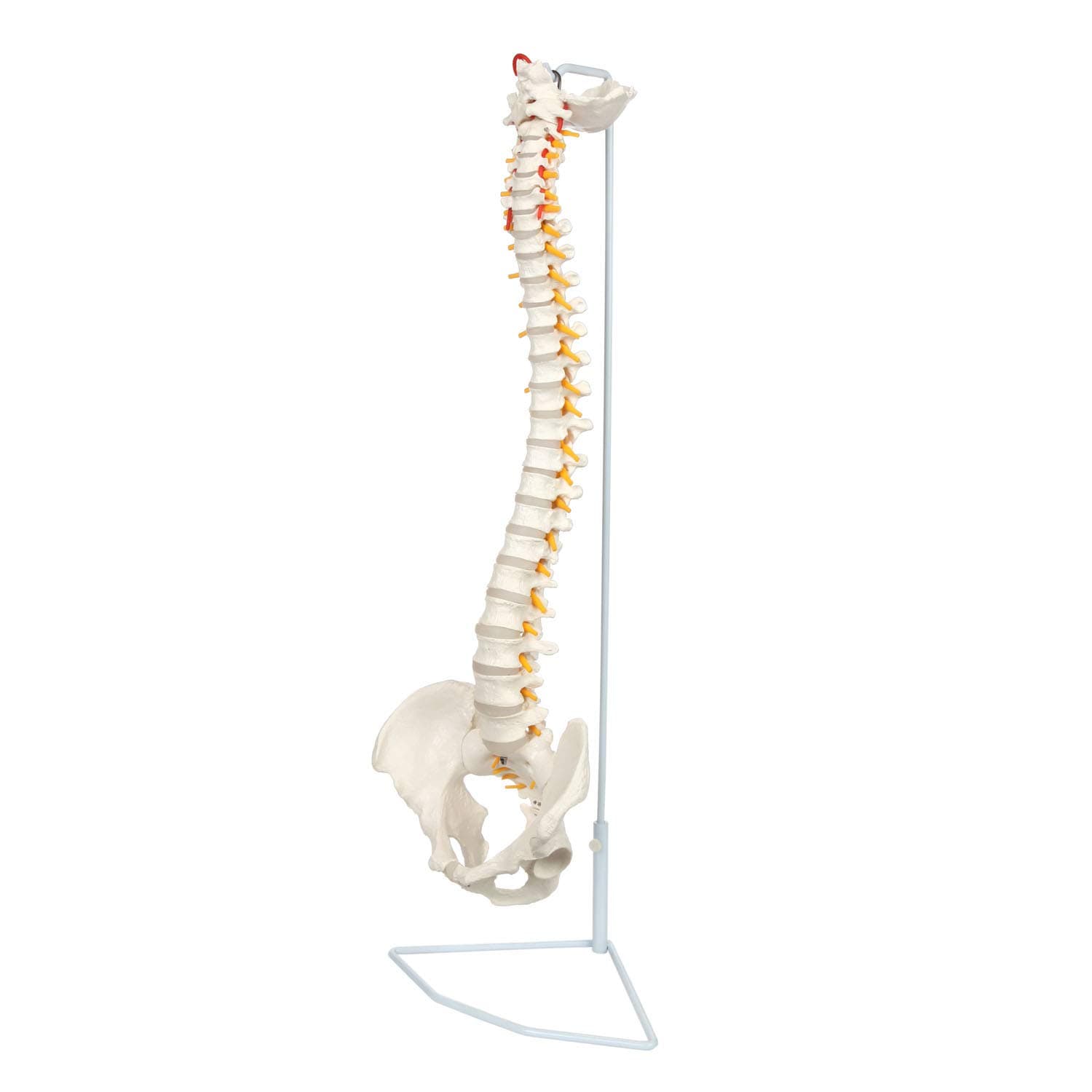 Axis Scientific Life Size Flexible Vertebral Column with Male Pelvis, Spinal Nerves and Arteries, Includes Metal Stand and 3 Year Warranty
