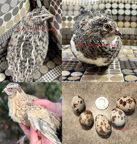 30 (+Extras) Jumbo Coturnix Quail Hatching eggs color mix