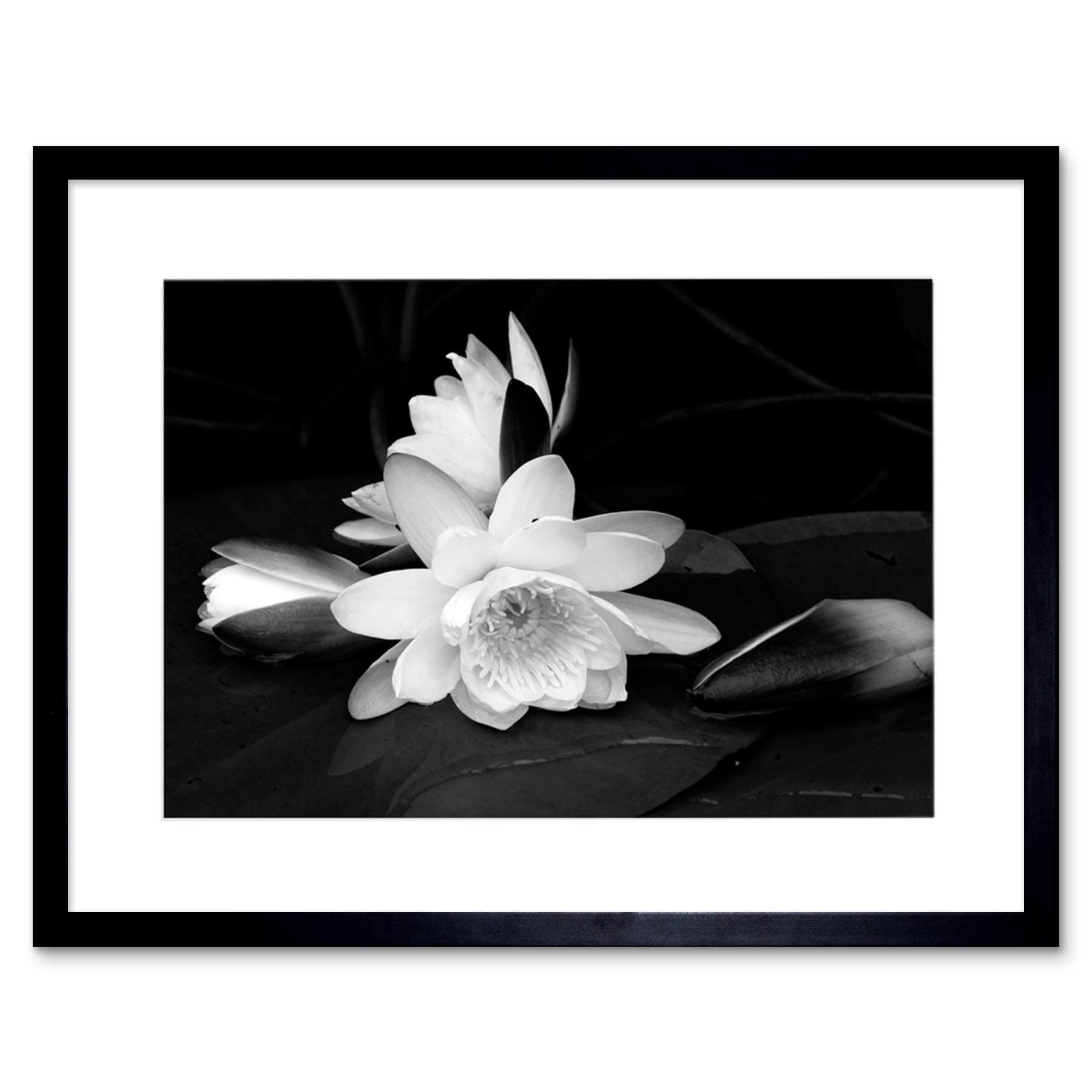 Wee Blue Coo WHITE FLOWER BLOOM BLACK BACKGROUND FRAMED ART PRINT PICTURE B12X9435