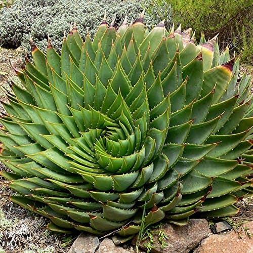 TOPmountain Rare Spiral Aloe Seeds 100 pcs Succulent Plant seeds Garden Balcony Plants Seeds Decor