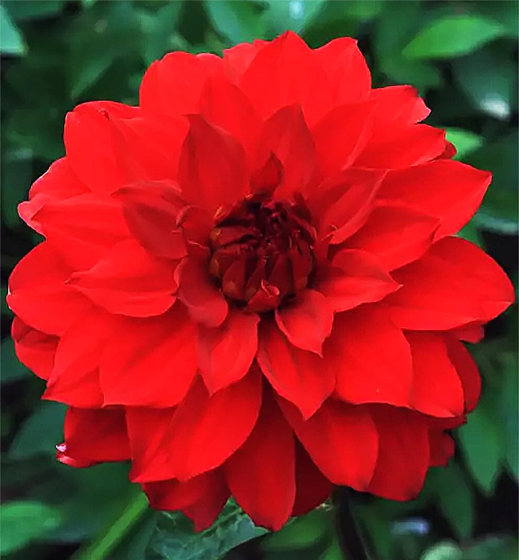 Barbarossa Dahlia - 5 Gallon Size Bare Root Tuber - Giant Dahlia Bulbs for Planting Outdoors - Premium Dahlia Tubers for Spring 2025 - Tricolor Dahlia Bulb for Vibrant Blooms