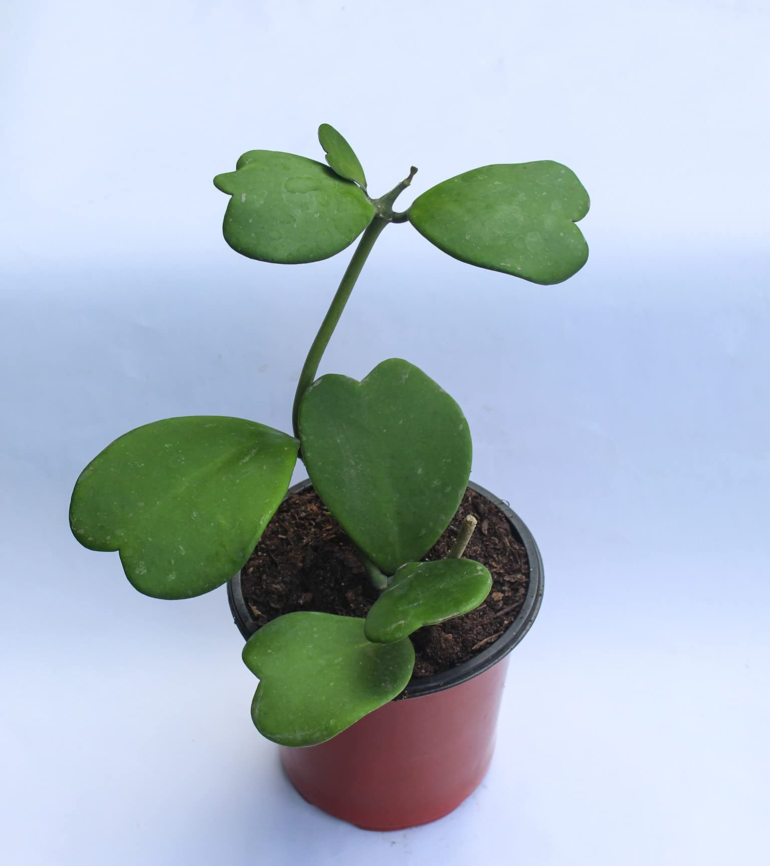 Rudyn, Hoya kerrii creeper/Sweetheart plant.