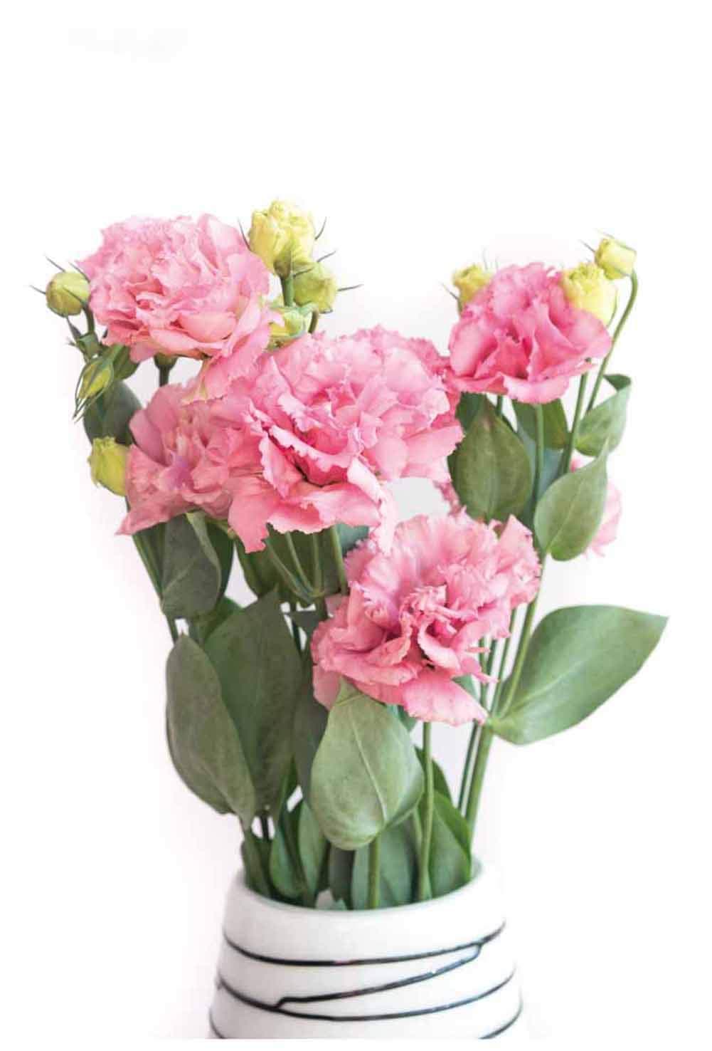 Lisianthus Seeds 50Pcs,Eustoma Fllower Seeds Plants Perennial Flowering Plants Balcony Potted Flowers Seeds … (Pink Lisianthus Seeds)