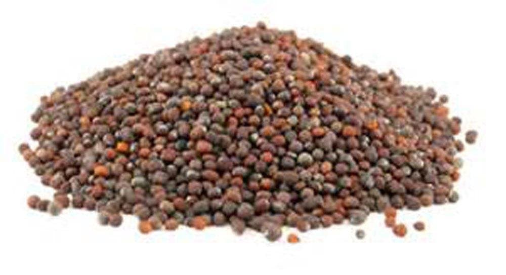 Non-GMO Broccoli Seeds for Sprouting Sprouts Microgreens (4 oz of Pure Seed. Country Creek LLC. Brand.