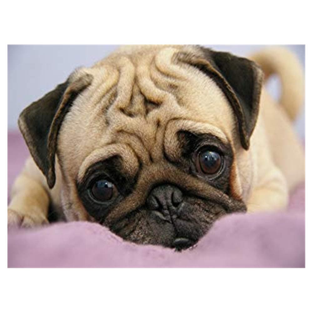 Aphila 5D Diamond Painting Kits for Adults and Beginner Full Drill Round Resin Rhinestone Embroidery Diamond Cross Stitch Arts Craft Supply Home Decor 10x12inches,Lovely Animal Pug Dog