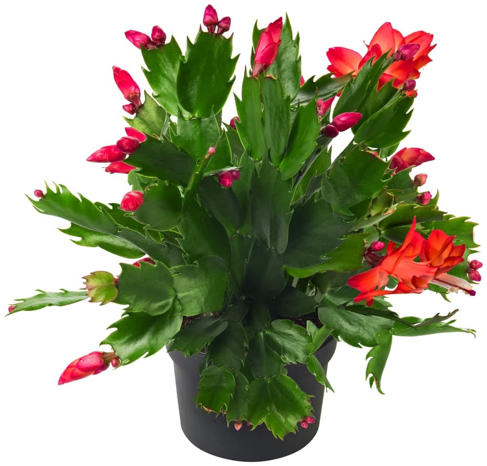 Christmas Cactus, Red 'Caribbean Dancer', 1 x Full Plant in 13cm (1 Litre) Pot, Indoor Plants, Christmas Cactus Plant, Premium Quality Houseplants