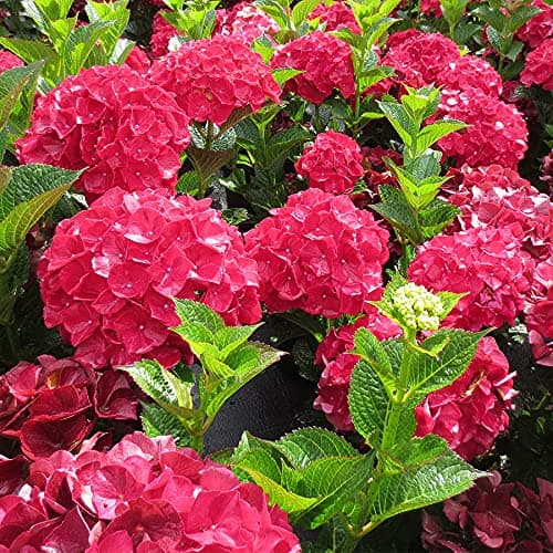 Visa Store New Rare Red Hydrangea Mother Seeds, Professional Pack, 15+ Seeds