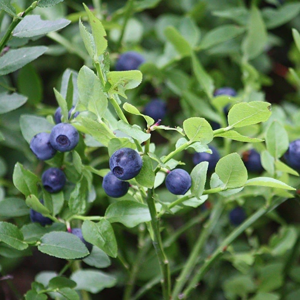 Palm Beach Medicinal Herbs - Bilberry (Vaccinium myrtillus) - Packet of 30 Seeds
