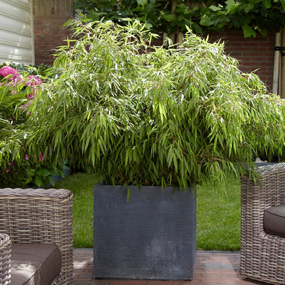 YouGarden Fargesia rufa 'Fountain' Bamboo in a 2L Pot 40cm Tall, Evergreen Clump-Forming Bamboo Plant for Outdoors, Pots and Patios Grow to Max Height of 3m, Perfect for Containers