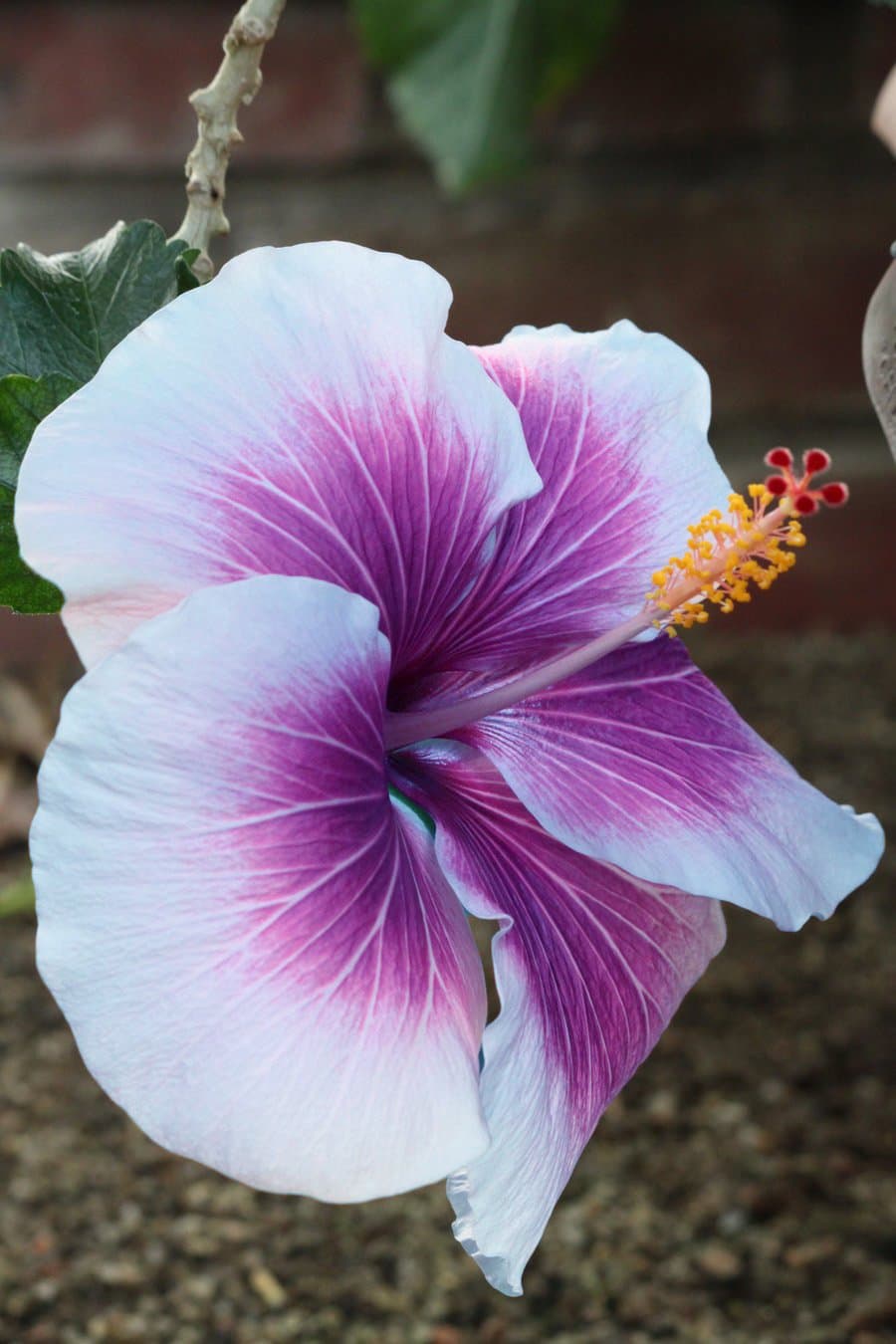 10+ Dinnerplate Hibiscus/ Purple Cream/ Perennial Flower Seed/ Easy to Grow/ Huge 10-12 Inch Flowers