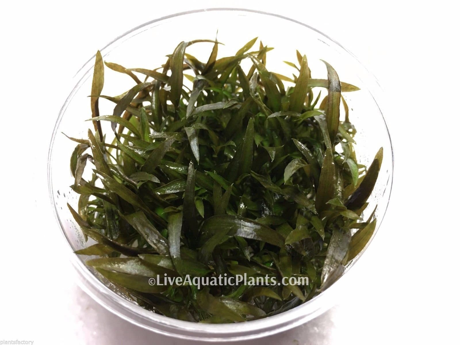 Cryptocoryne Mioya in Tissue Culture Live Aquarium Plants Crypt Tropica Brown