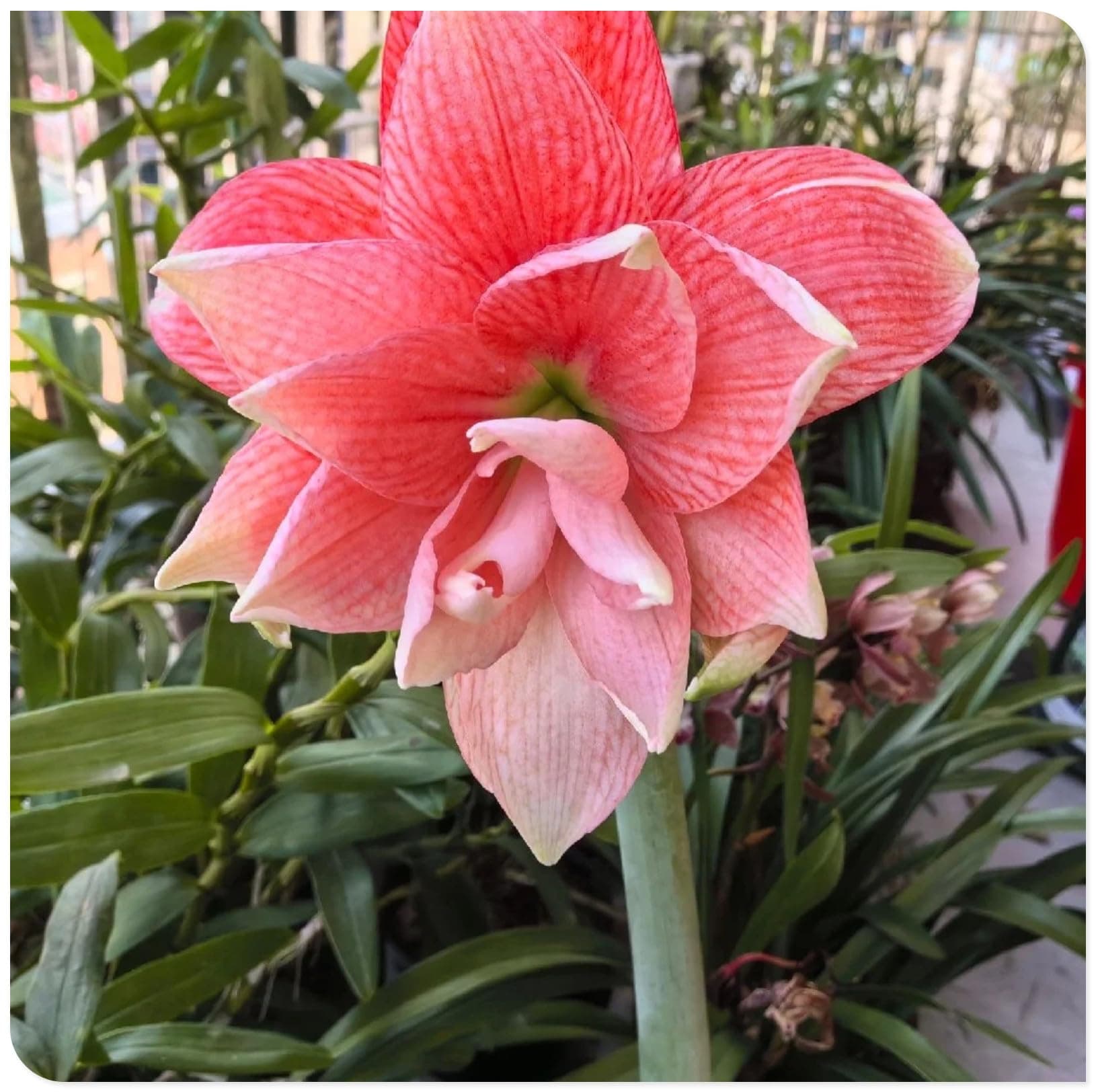 Amaryllis for Planting Now UK Perennial Good for Containers Excellent Display Plant Bulbs Ornamental Greening Flower Natural Organic Easy Plant Perennial -2bulbs-D