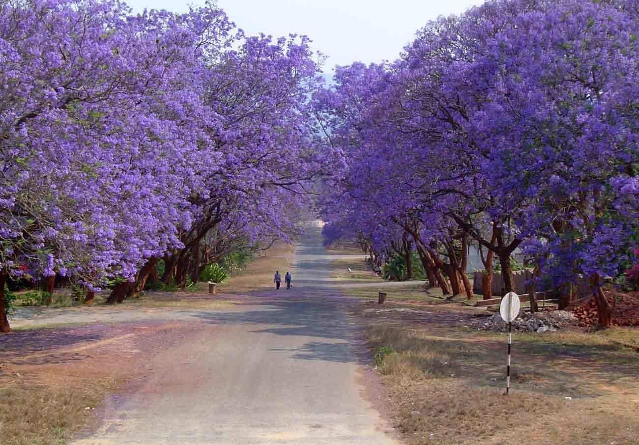 Blue Jacaranda, Jacaranda Mimosifolia, Tree Seeds (Spectacular Flowers, Fast) 120 Seeds