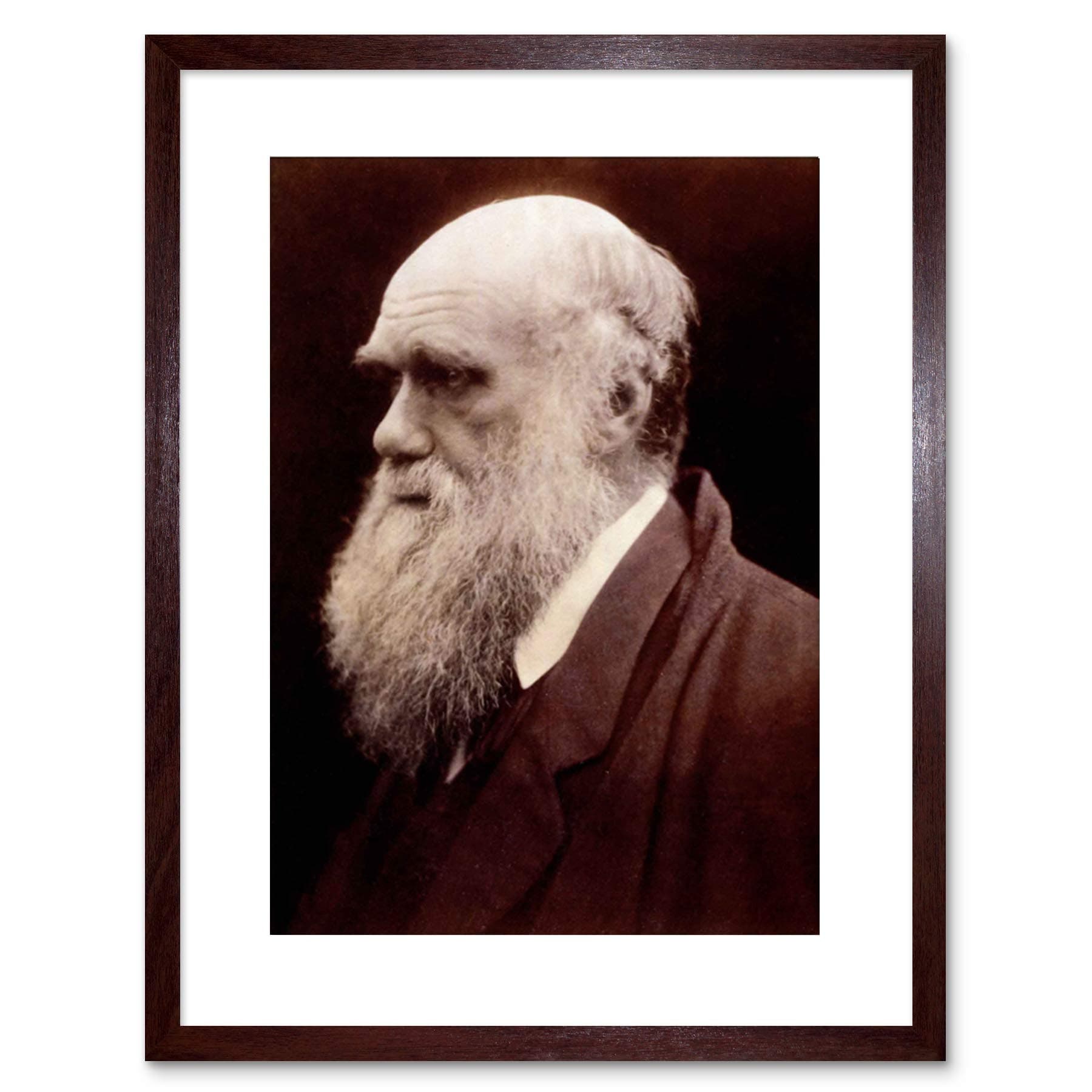 Wee Blue Coo Photo Portrait Cameron Naturalist Charles Robert Darwin Framed Art Print