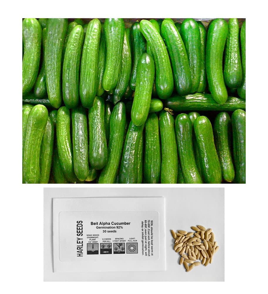 US Grown 30 Persian Beit Alpha a.k.a. Lebanese Cucumber Seeds Heirloom Non-GMO Burpless Sweet Non-Bitter and Acid Free, Crispy and Sweet, Fragrant and Delicious Grown in USA Cucumis sativus