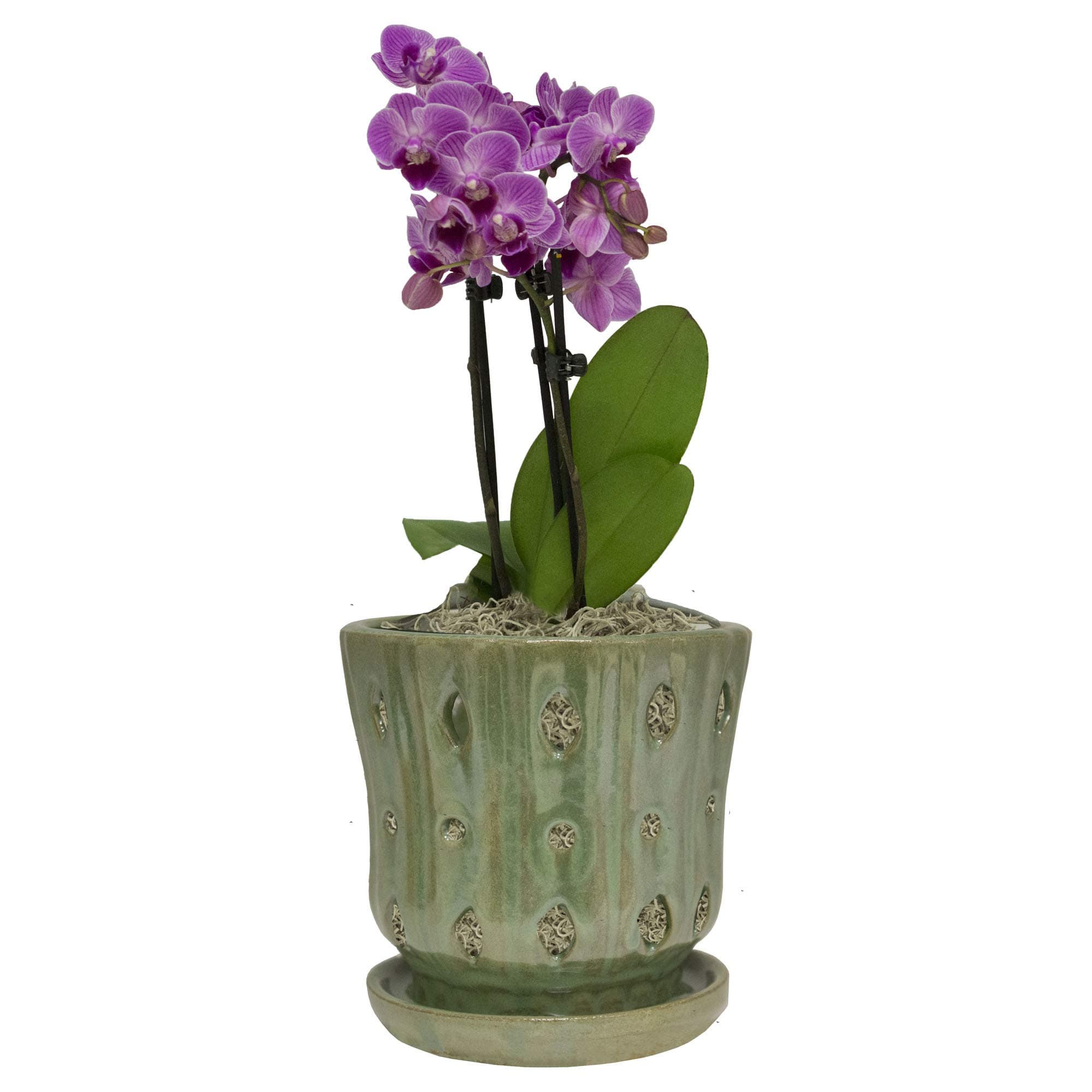 TRENDSPOT 5IN Orchid Pot Taper, Green White Indoor Planter, 5 inch
