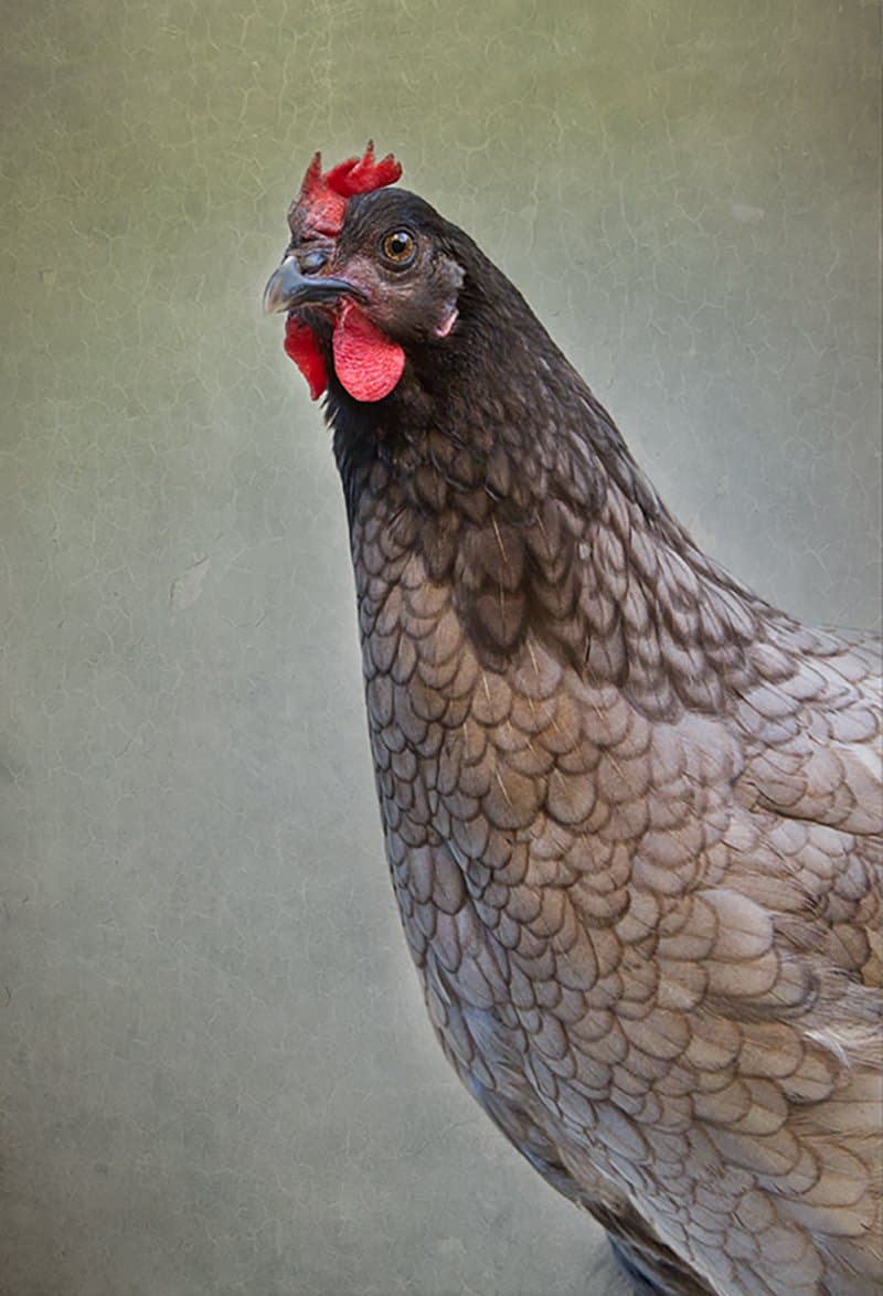 Chicken photo print, Hen photo print, Fine Art Photographic Print, Wall Decor, photographic print, Kitchen wall decor. Farmyard hen. Backyardchickens