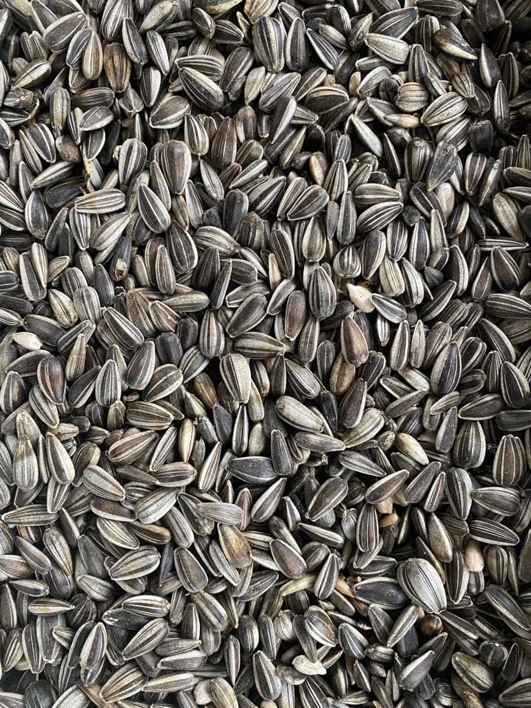 sunflower seeds striped, birdseed, 25 kg