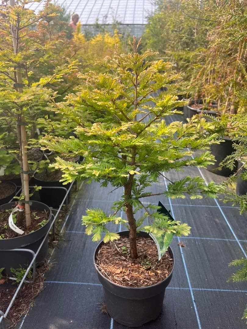 Dawn Redwood 'Schirrmann's Nordlicht' Dwarf Metasequoia glyptostroboides Tree