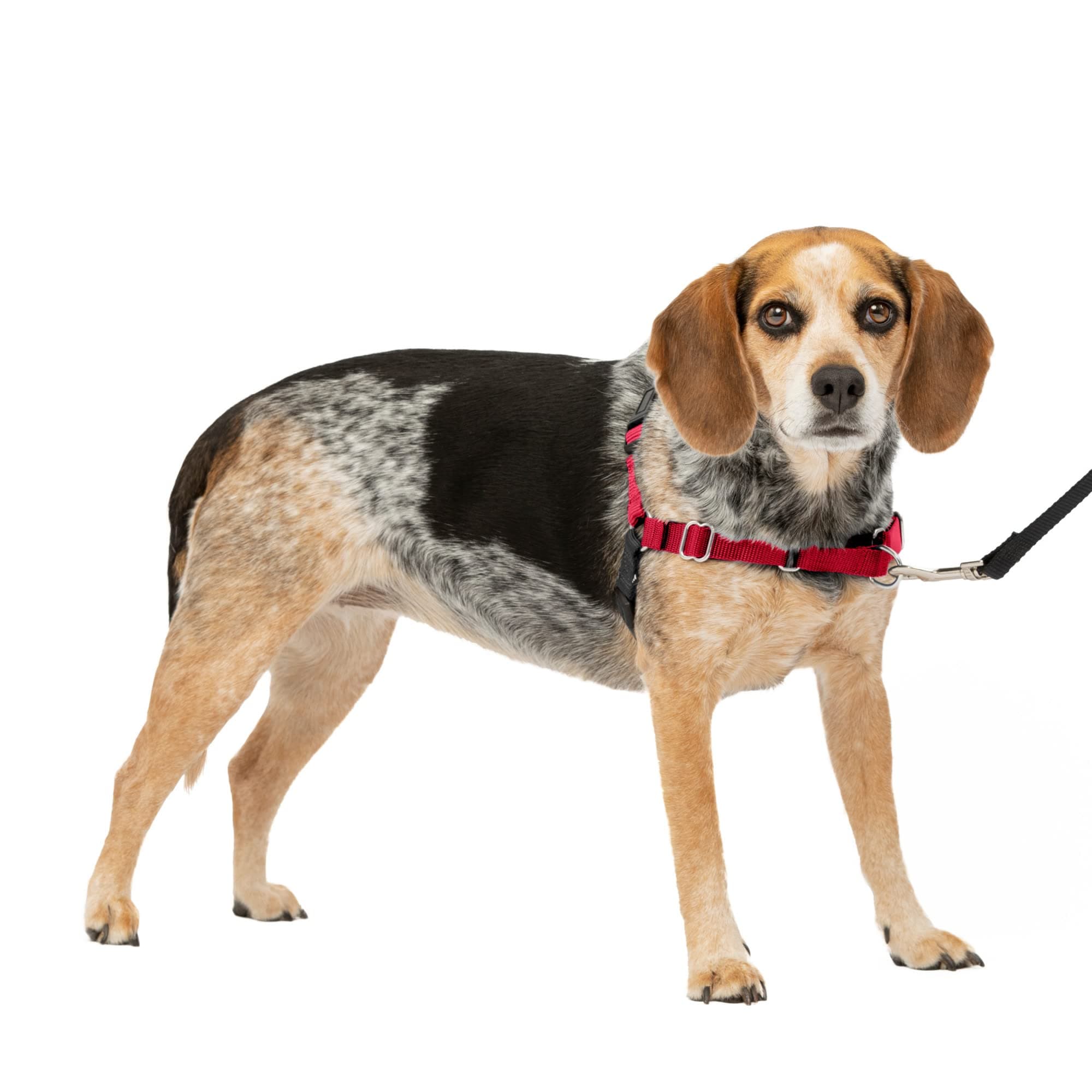 PetSafe Easy Walk No-Pull Dog Harness - The Ultimate Harness to Help Stop Pulling - Take Control & Teach Better Leash Manners - Helps Prevent Pets Pulling on Walks, Small/Medium, Red/Black
