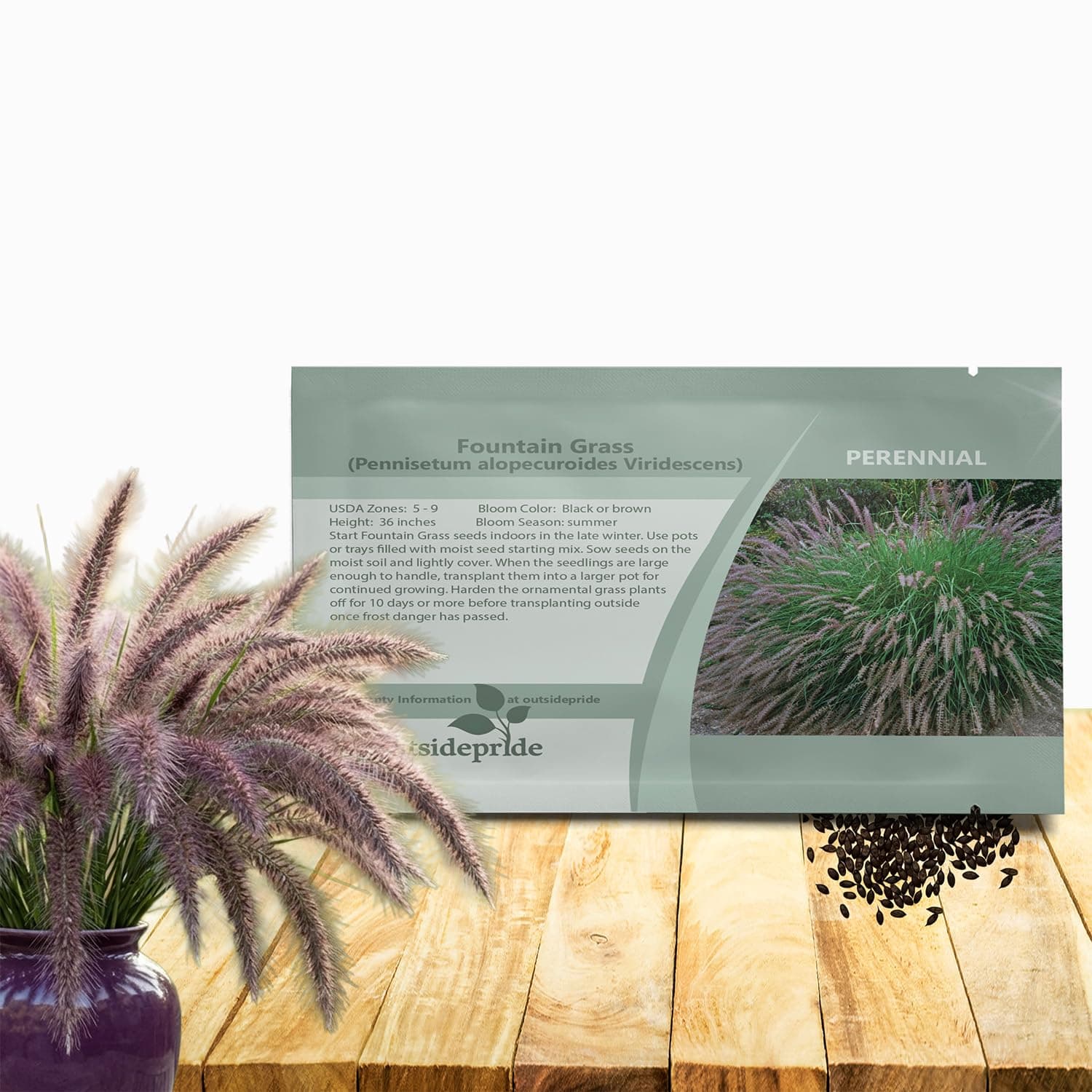 Outsidepride Chinese Pennisetum Fountain Ornamental Grass Seeds - 100 Pcs Perennial, Drought Tolerant Fountain Grass with Smoky Purple-Black Plumes for Low Maintenance Xeriscapes & Flower Arrangements