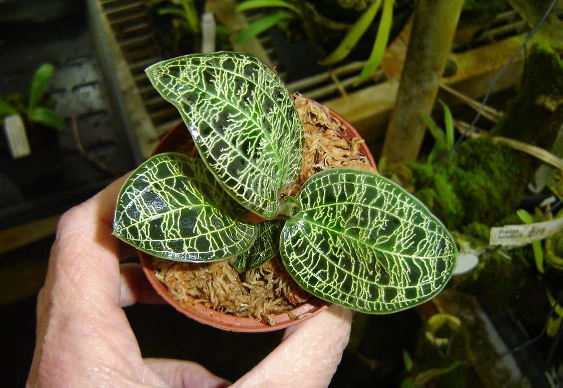 Macodes petola jewel orchid, wonderful mottled sea green leaves, gold veins