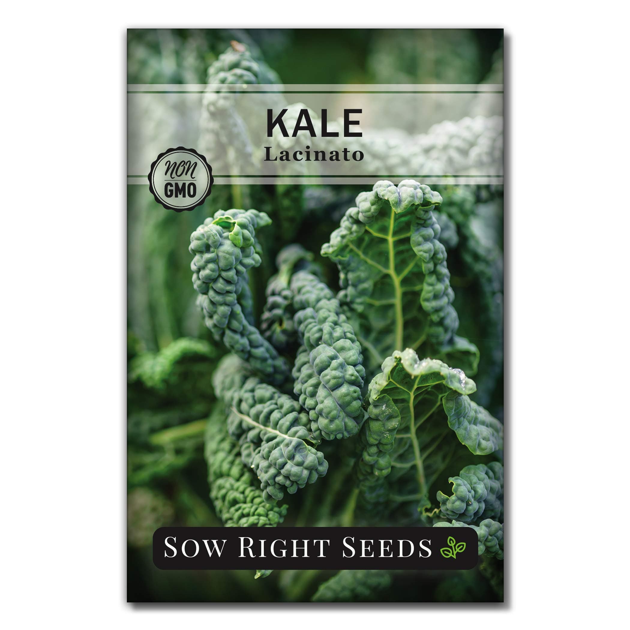 Sow Right Seeds - Lacinato Kale Seed for Planting - Non-GMO Heirloom Packet with Instructions to Plant a Home Vegetable Garden - Very Nutritious Superfood, Grow This Dinosaur Variety (1)