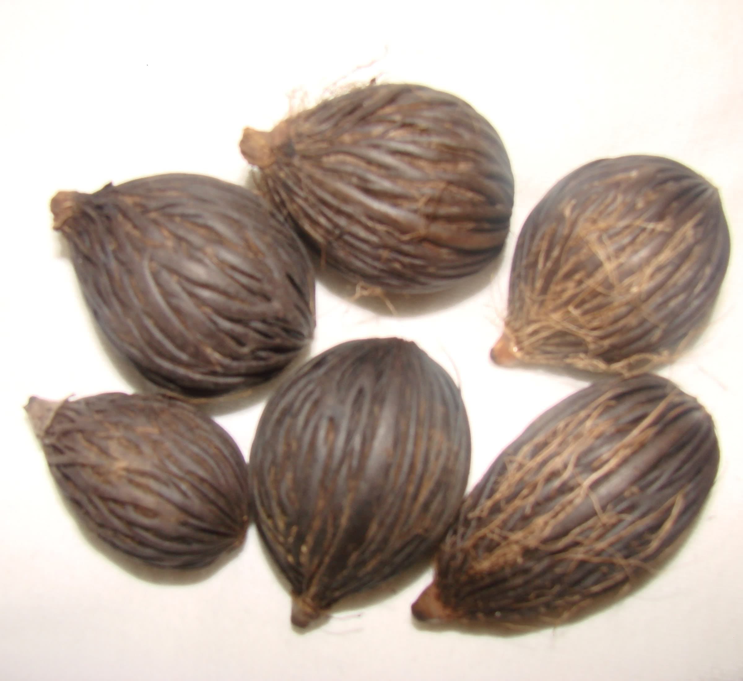 20 SEEDS WODYETIA BIFURCATA FOXTAIL PALM FRESH READY SOW VIABLE SEED TROPICAL GARDEN