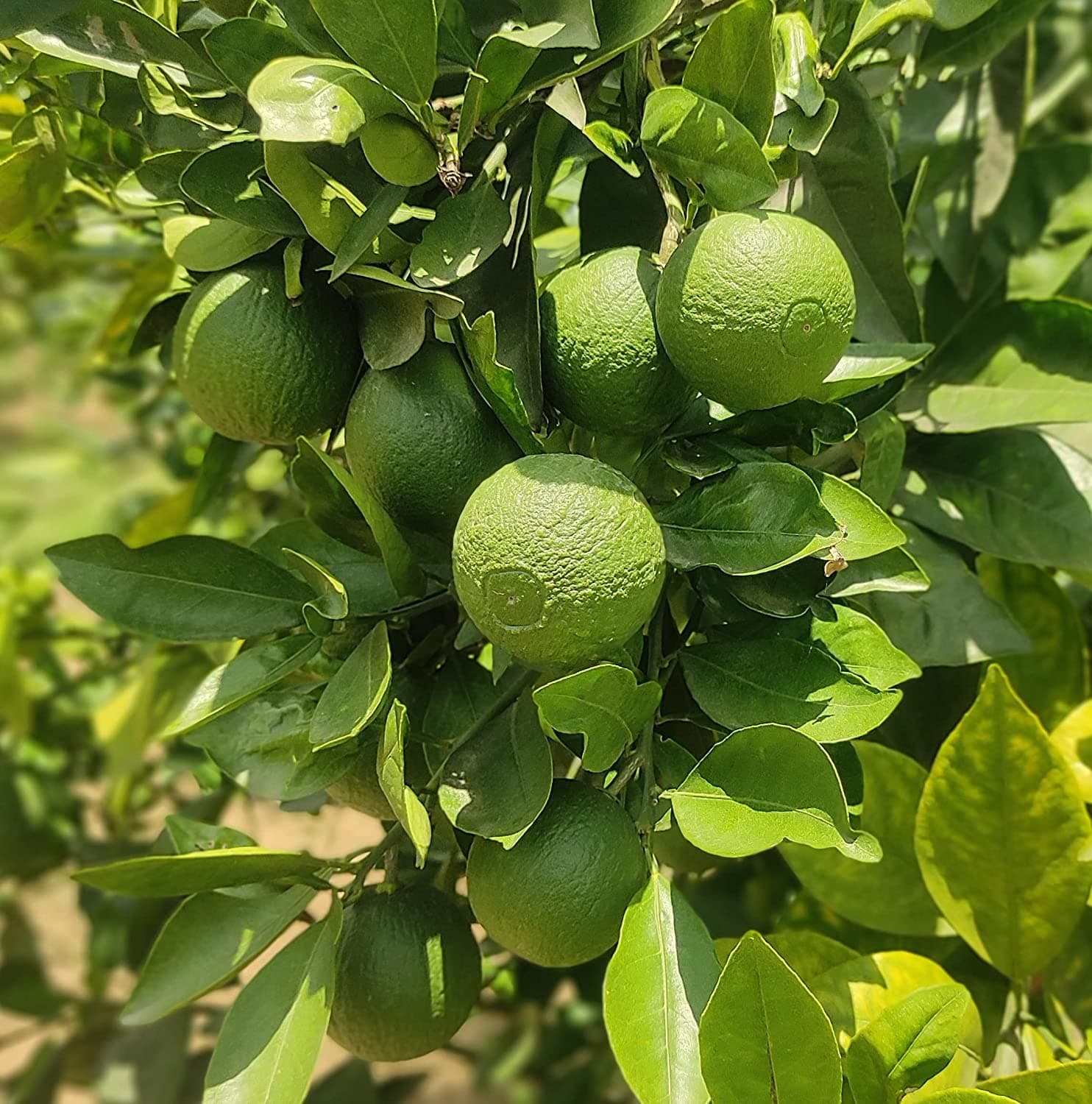 Sharmin Enterprises All Time Vietnam Malta Mosambi Lebu Large Size Grafted Live Plant Genuine Variety