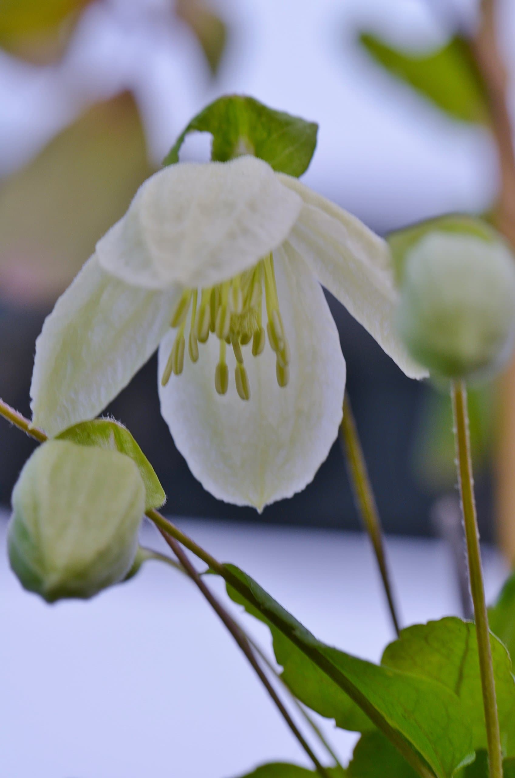 Clematis cirrhosa 'Jingle Bells'