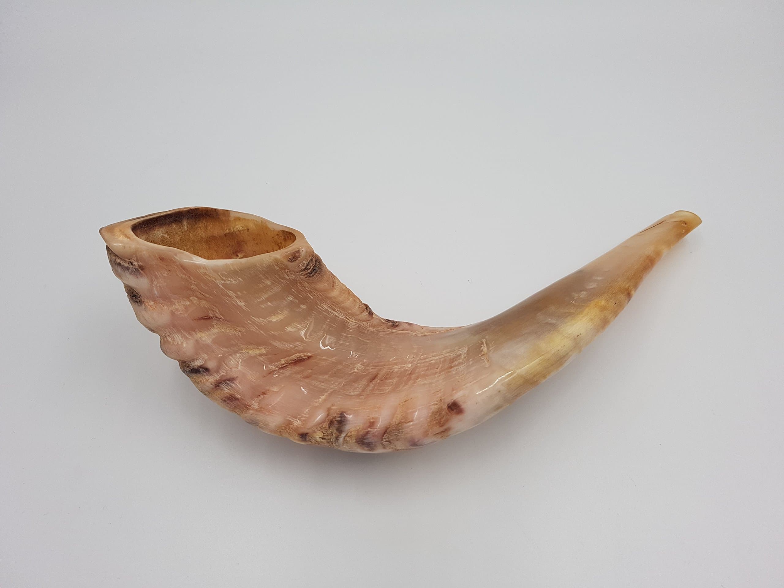 SALE Kosher Rams Ram Horn Natural Shofar From Israel Chofar Made in Israel size Between 16-18"