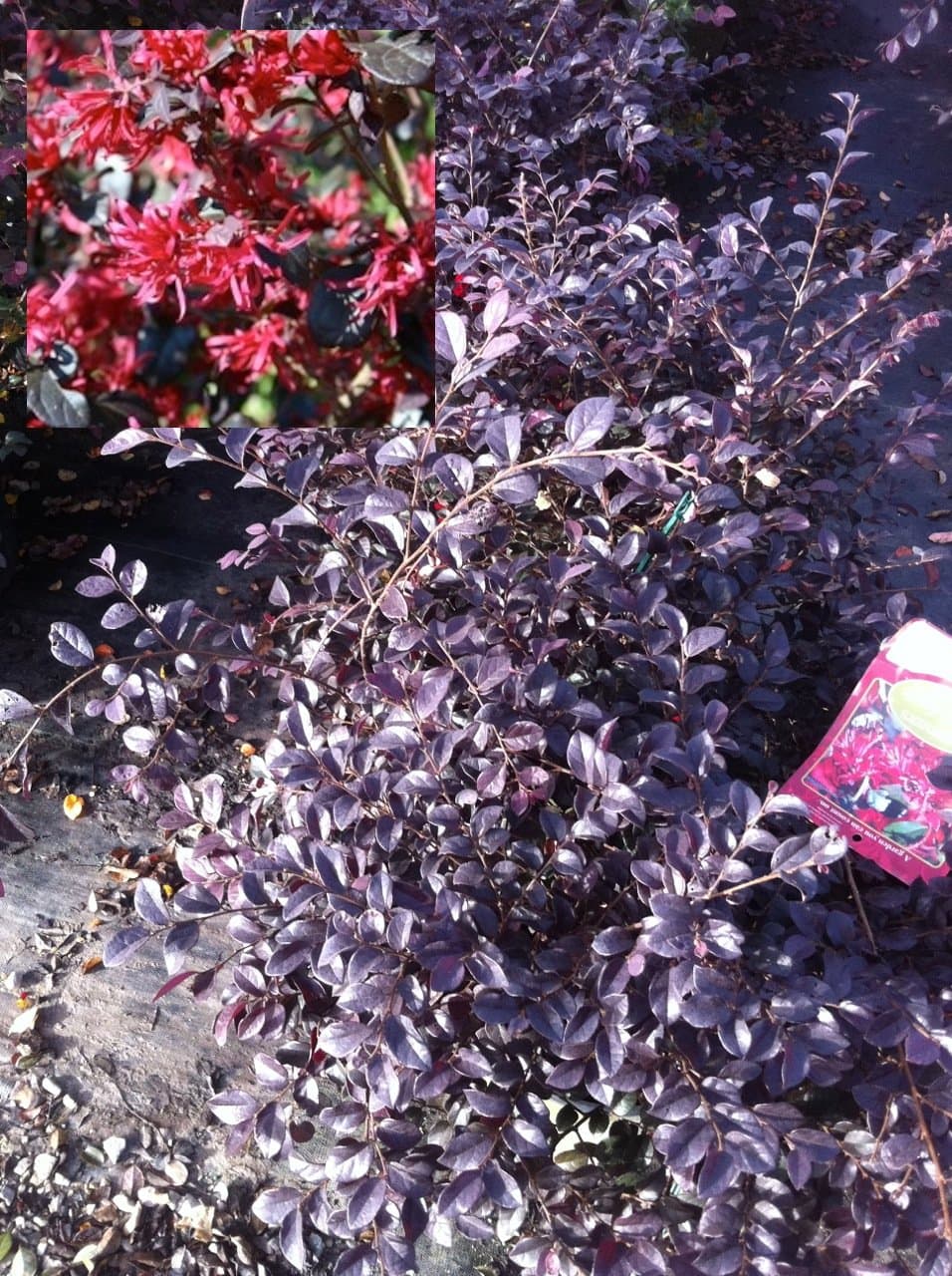 Ever Red Fringe Flower (Loropetalum chinense 'Chang Nian Hong')