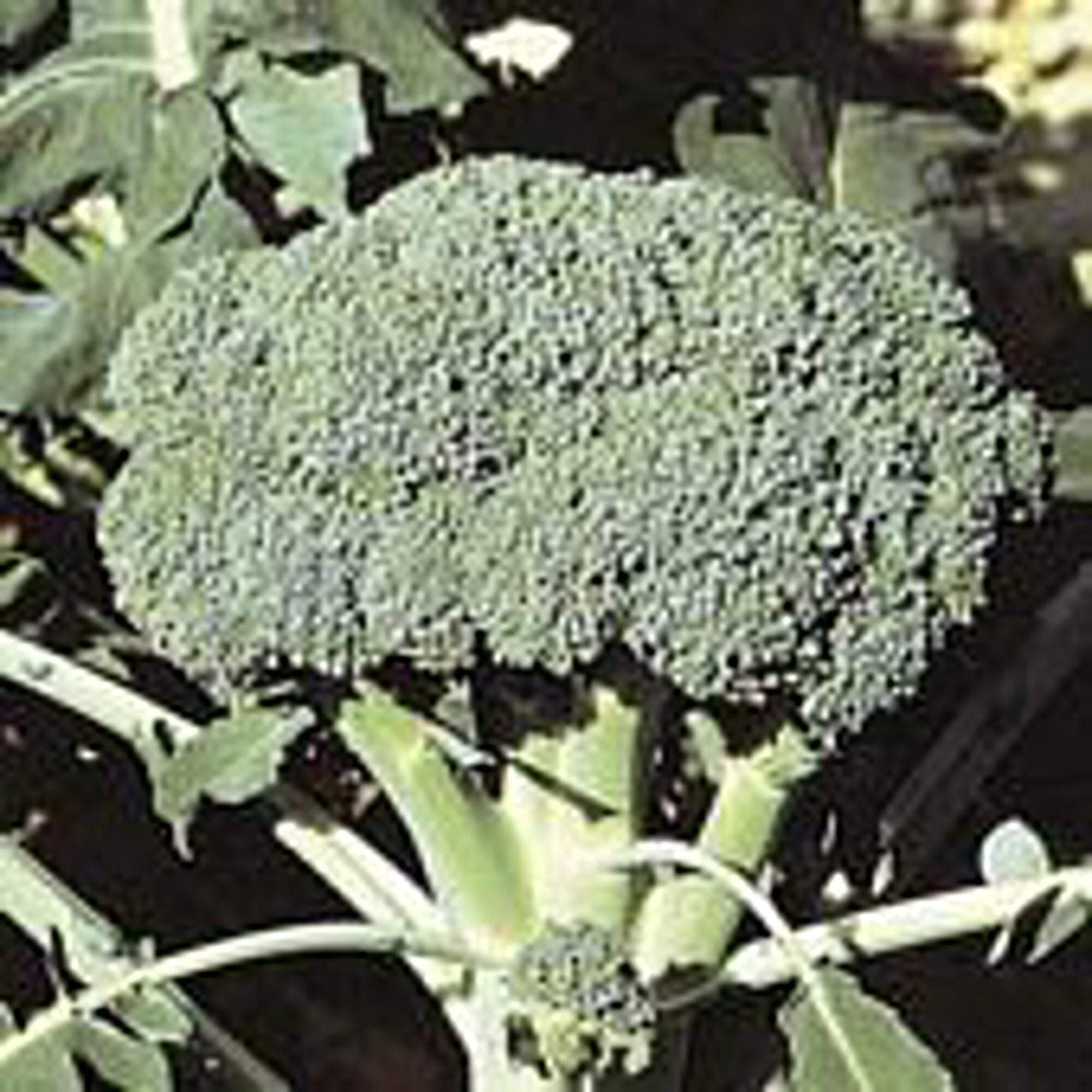 Packman Broccoli Seeds (25+ Seeds)(More Heirloom, Non GMO, Vegetable, Fruit, Herb, Flower Garden Seeds (25+ Seeds) at Seed King Express)