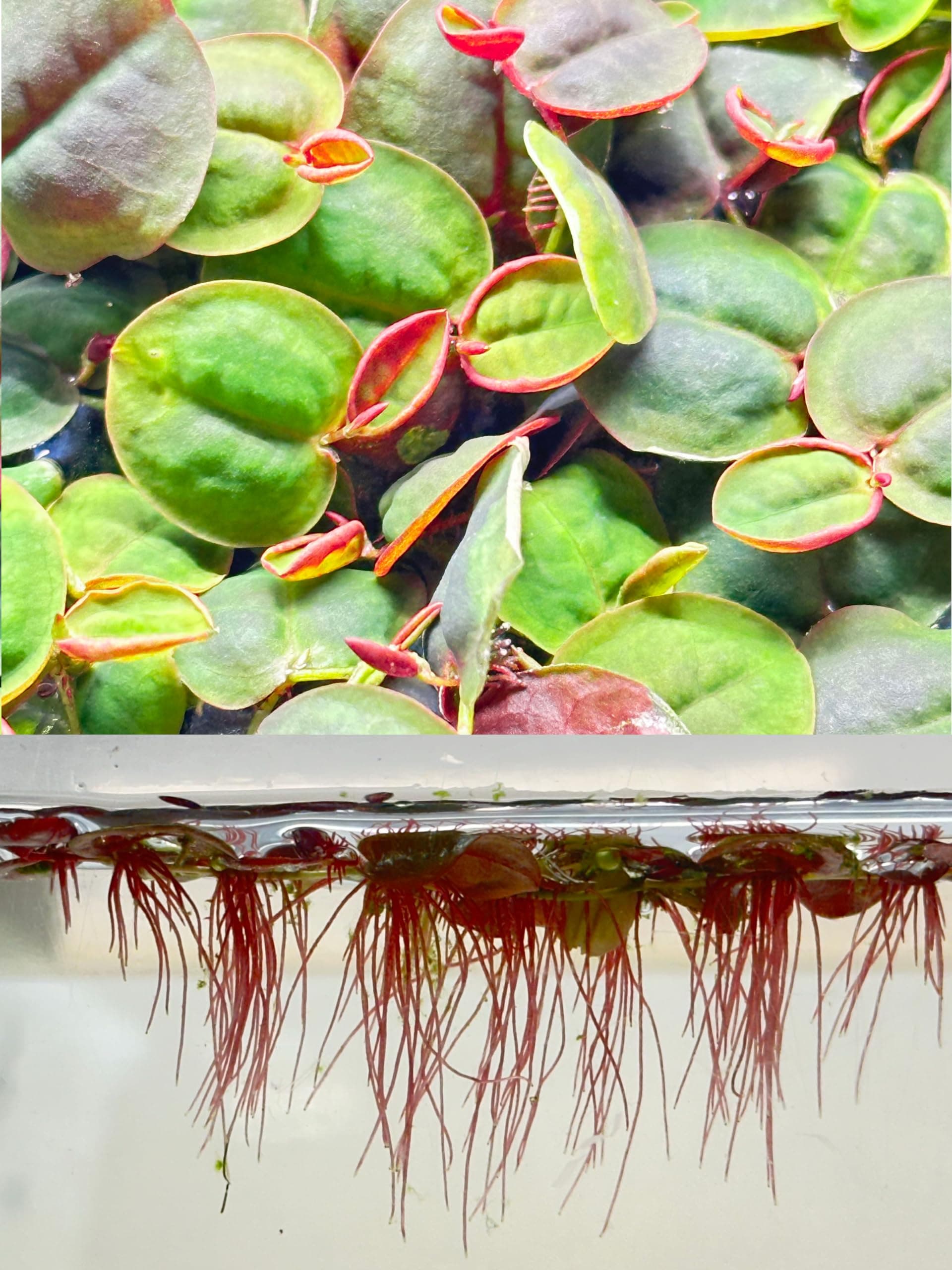 30+ Red Root Floater - Live Aquarium Plants