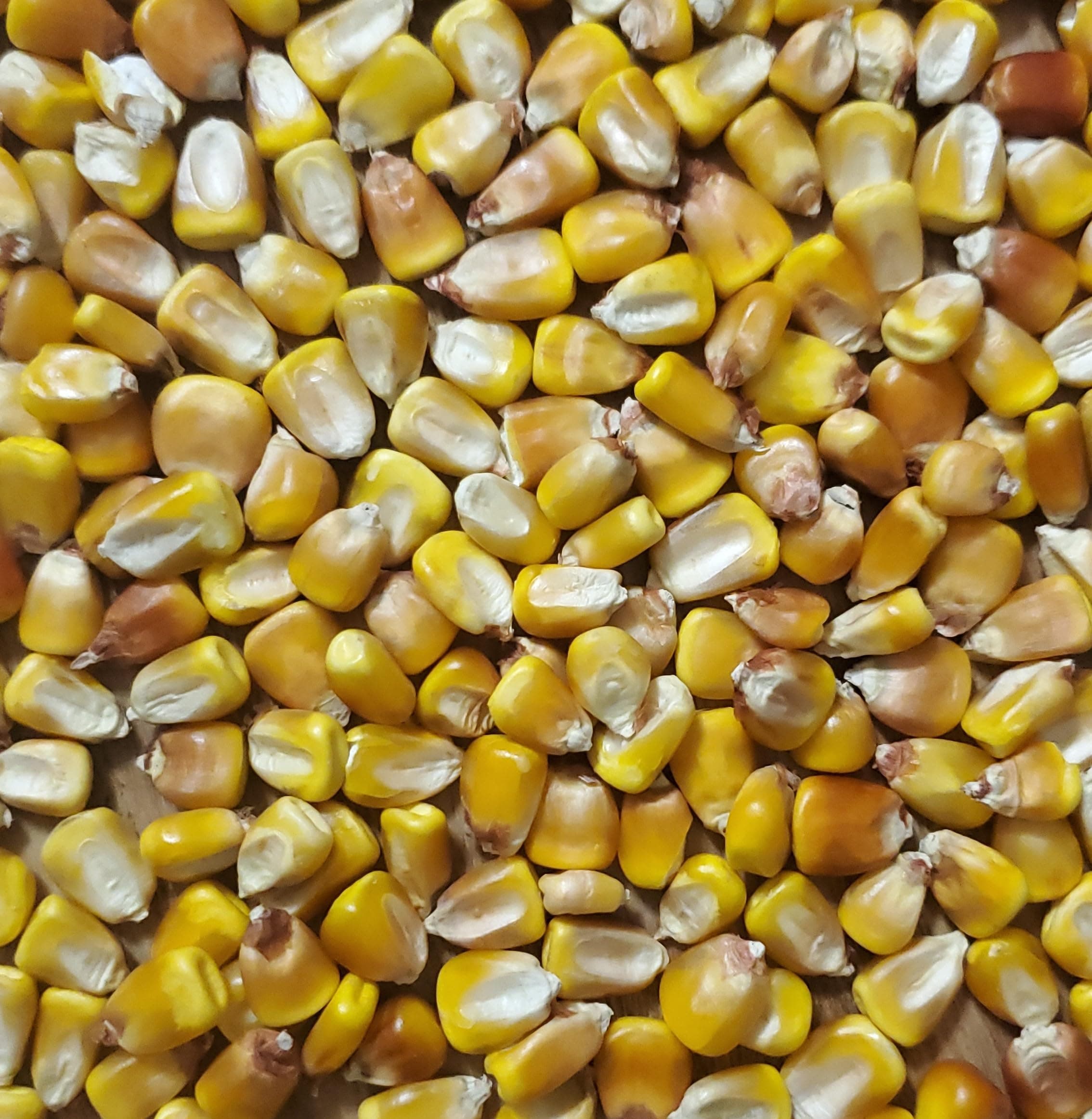 Whole Corn - Minnesota 13 Organic Grown 2LBS - Grade 1 Yellow Dent Corn - Farmer Direct - Open Pollinated
