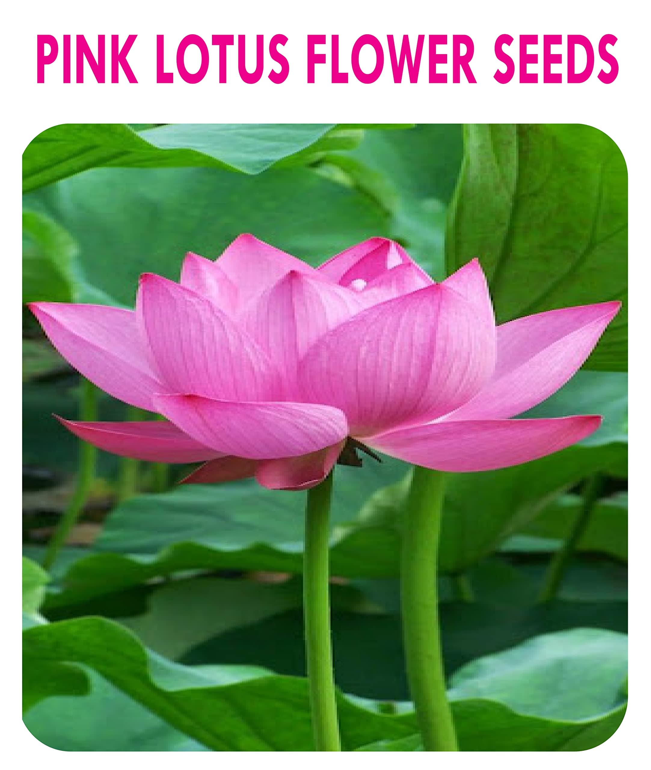 3V PRODUCTS: Indian Lotus Seeds | Kamal Gatta Seeds (Pink Color) for Planting (20 Seeds)