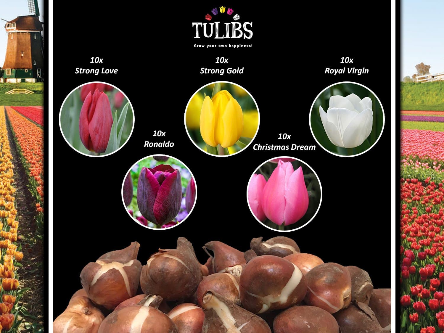 Now is the time to plant your Tulip Bulbs! 50 Size 11 Tulip Bulbs for gardens, patios & balconies from Holland (50 Mixed Tulip Bulbs: 10 Red, 10 Purple, 10 Yellow, 10 Pink & 10 White)