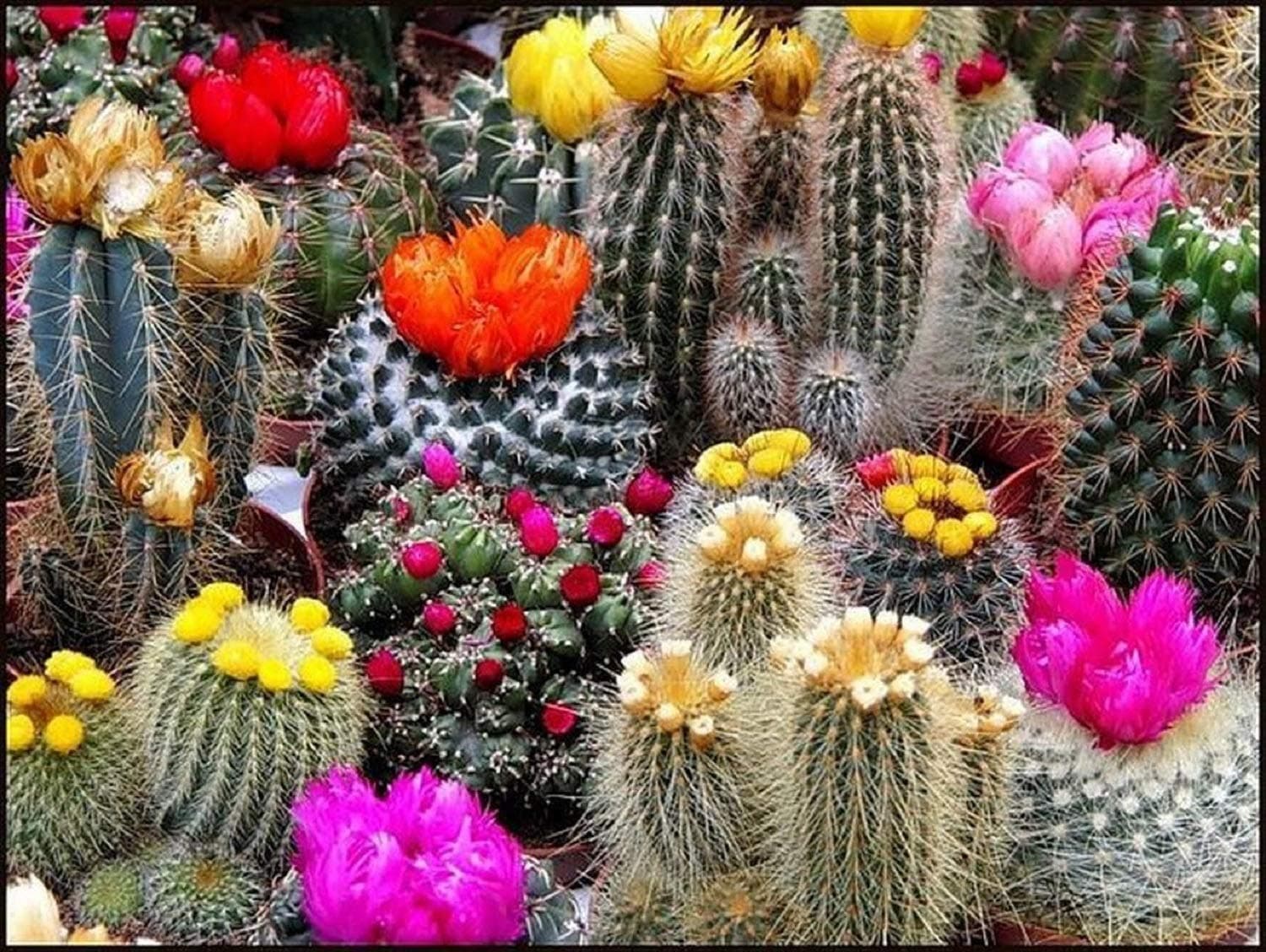 Seeds Indoor Cactus (Cacti) Mix Succulents Barrel Flowers Non GMO