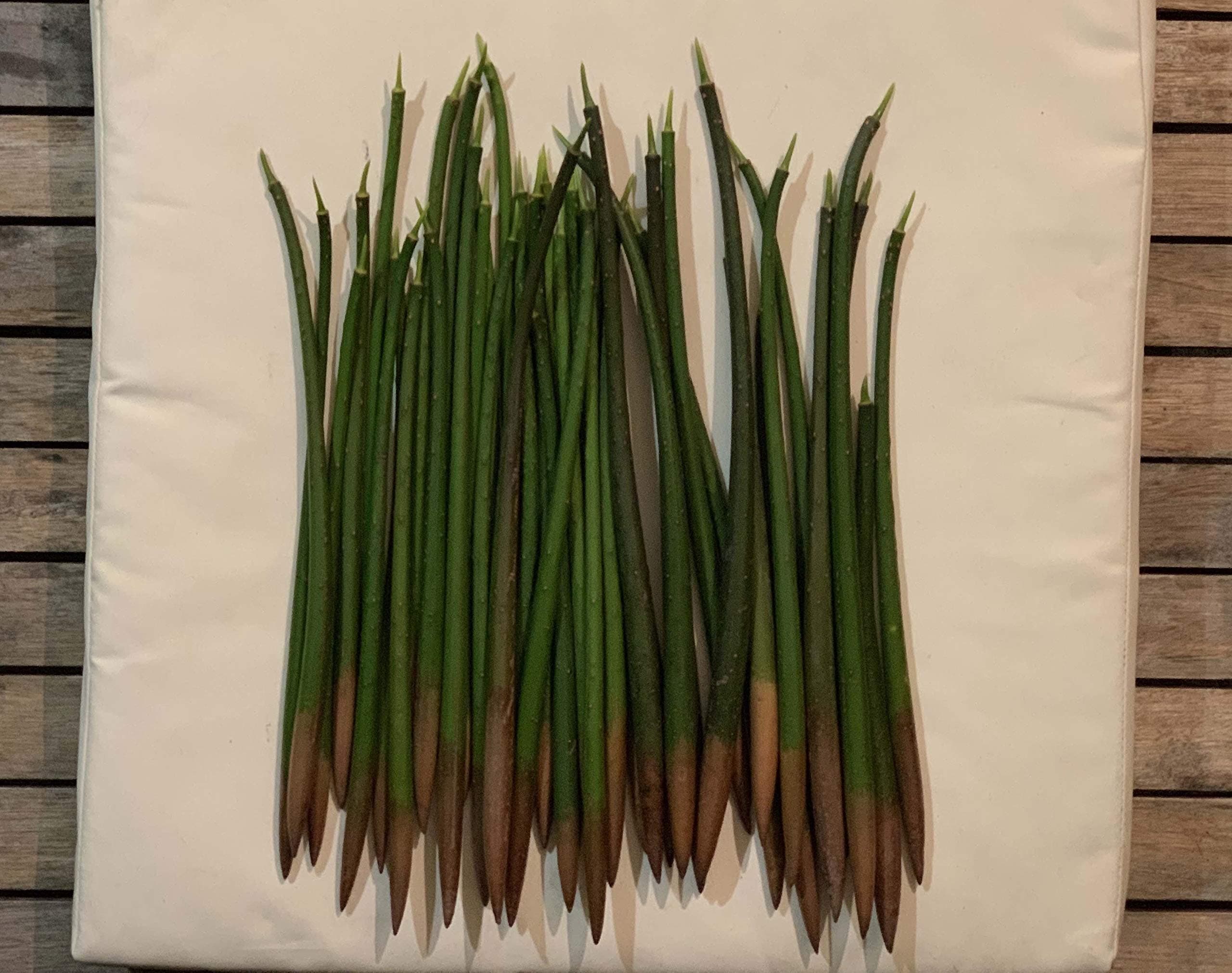 Carib Beans 50 graines de palétuviers rouge (Rhizophora mangle) red mangrove seeds