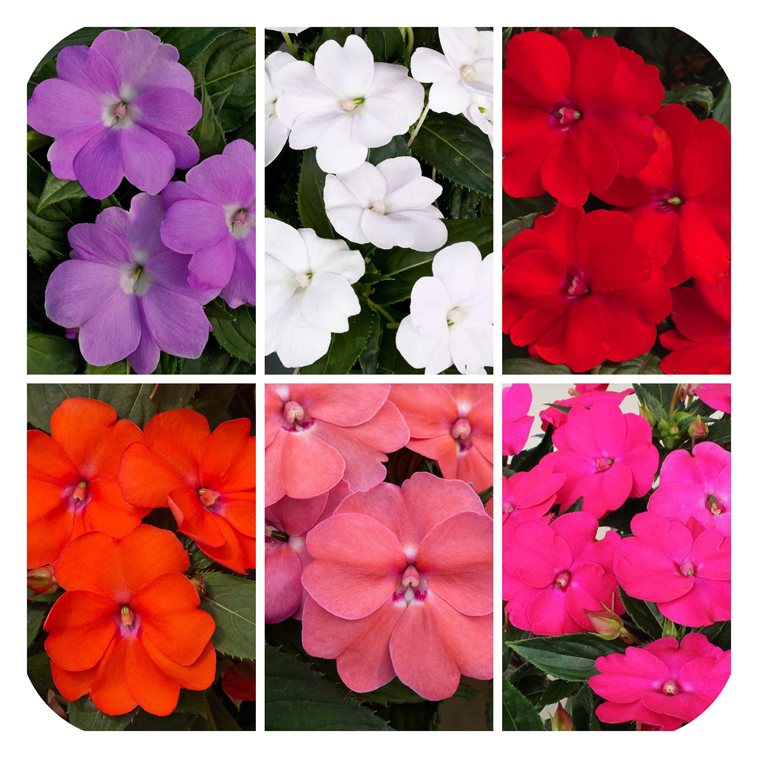 SunPatiens® Impatiens Mix Large Plug Plants x 3 Busy Lizzies