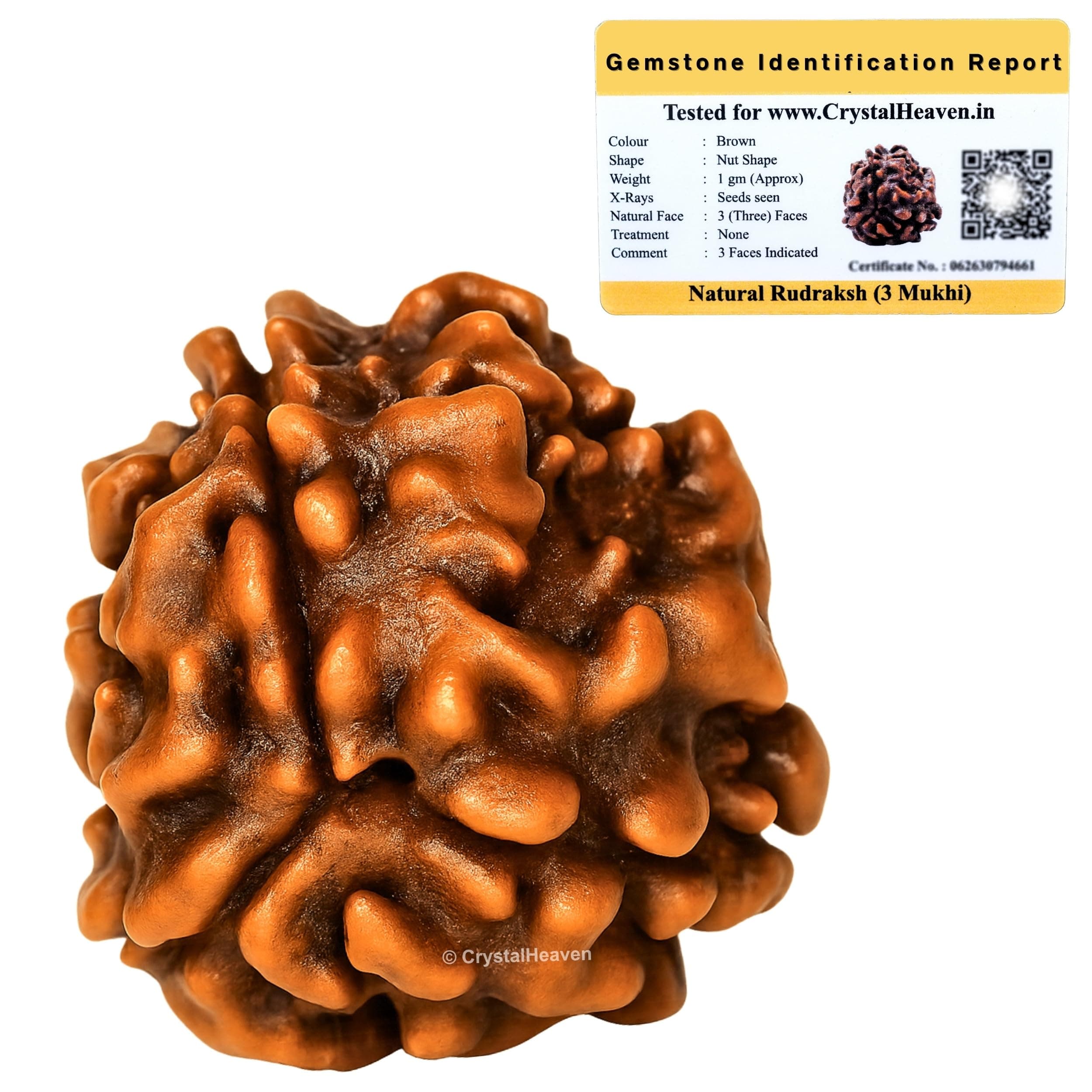 Crystal Heaven 3 Mukhi Rudraksha Original Certified Bead - Natural Indian 3 Mukhi Rudraks for Meditation and Prayer, Protection, Chakra Balancing, Spiritual Growth and DIY Pooja Supplies (3 Mukhi)