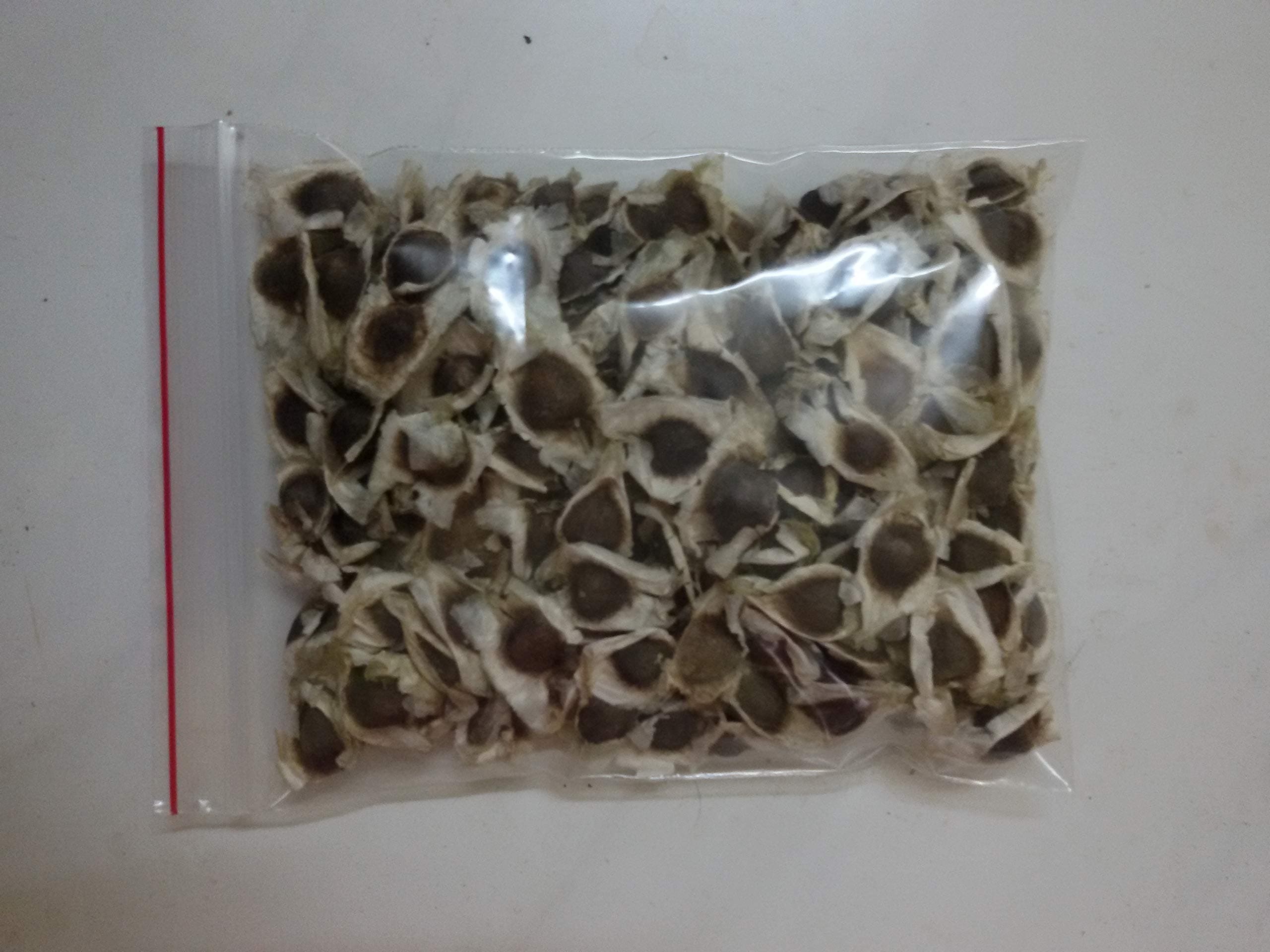 Drumstick/Sajna Moringa oleifera High Yielding Dwarf Variety Plant Seeds - Pack of 50 Seeds