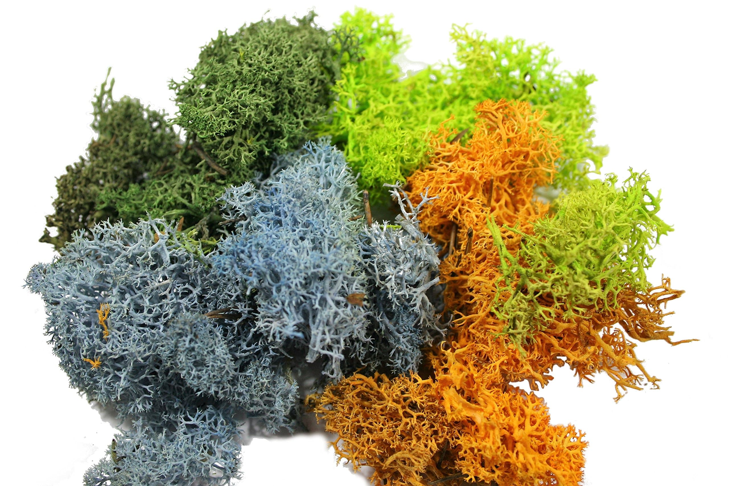 Terrarium Succulent Reindeer Moss Accents - Great Fair Garden Moss